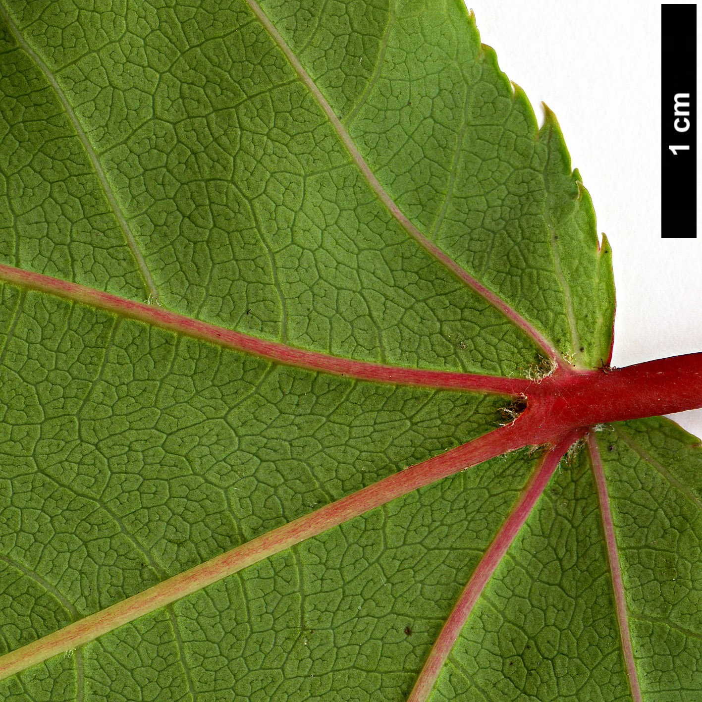 High resolution image: Family: Sapindaceae - Genus: Acer - Taxon: aff. pectinatum